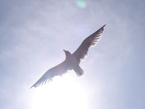 M&ouml;we im Flug