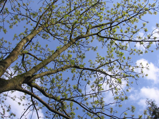 Fr&uuml;hlingsbl&uuml;ten